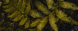 Preview wallpaper fern, leaves, wet, green