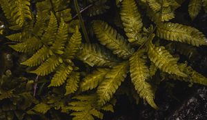 Preview wallpaper fern, leaves, wet, green