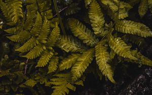 Preview wallpaper fern, leaves, wet, green