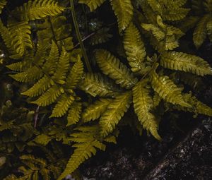 Preview wallpaper fern, leaves, wet, green