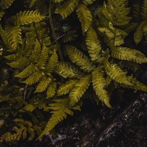 Preview wallpaper fern, leaves, wet, green