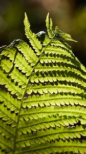 Preview wallpaper fern, macro, branch, plant