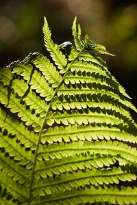 Preview wallpaper fern, macro, branch, plant