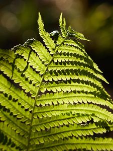Preview wallpaper fern, macro, branch, plant