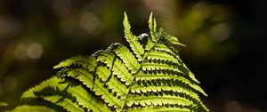 Preview wallpaper fern, macro, branch, plant