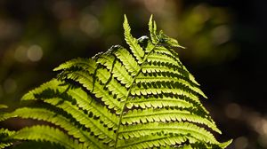 Preview wallpaper fern, macro, branch, plant
