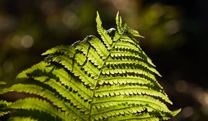 Preview wallpaper fern, macro, branch, plant