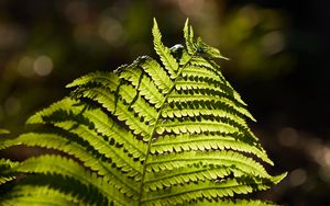 Preview wallpaper fern, macro, branch, plant