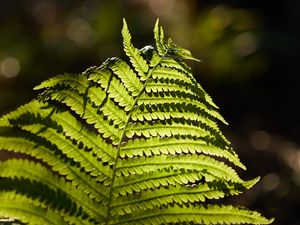 Preview wallpaper fern, macro, branch, plant
