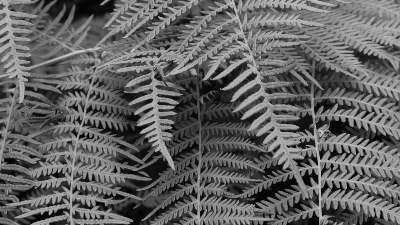 Wallpaper fern, macro, bw, plant