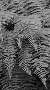 Preview wallpaper fern, macro, bw, plant
