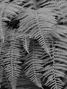 Preview wallpaper fern, macro, bw, plant