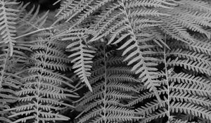 Preview wallpaper fern, macro, bw, plant