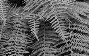 Preview wallpaper fern, macro, bw, plant