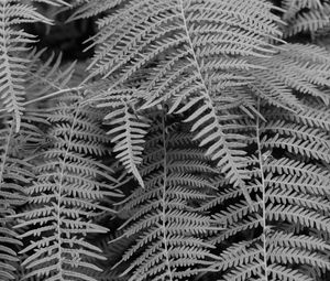 Preview wallpaper fern, macro, bw, plant