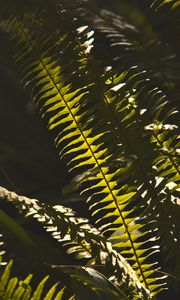 Preview wallpaper fern, macro, dark, leaves