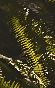 Preview wallpaper fern, macro, dark, leaves