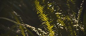 Preview wallpaper fern, macro, dark, leaves