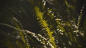 Preview wallpaper fern, macro, dark, leaves