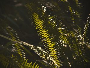 Preview wallpaper fern, macro, dark, leaves