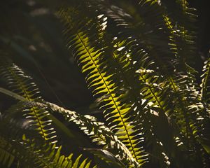 Preview wallpaper fern, macro, dark, leaves