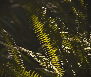 Preview wallpaper fern, macro, dark, leaves