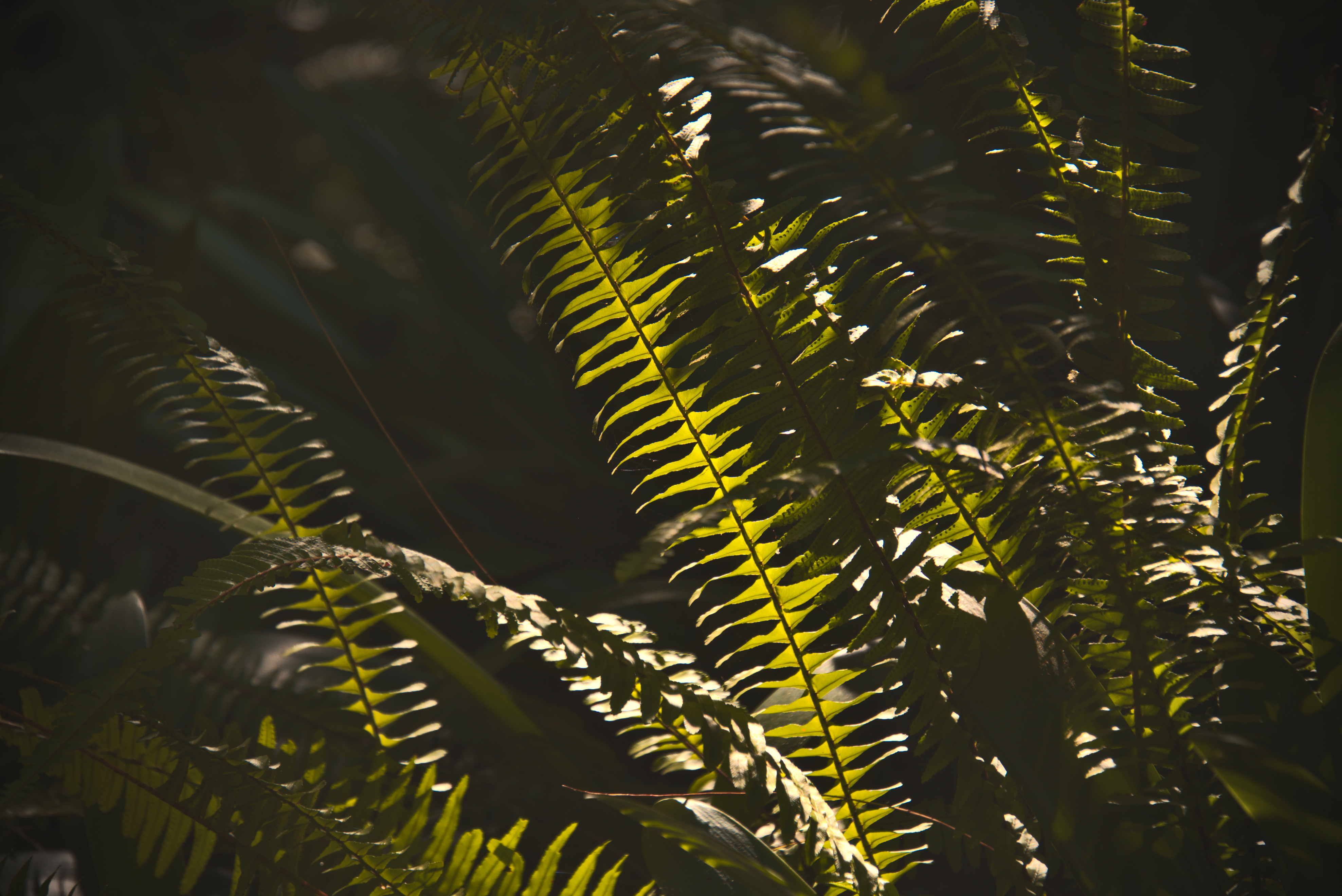 3952x2640 Wallpaper fern, macro, dark, leaves