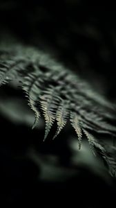 Preview wallpaper fern, macro, leaf, focus