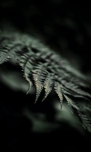 Preview wallpaper fern, macro, leaf, focus