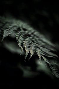 Preview wallpaper fern, macro, leaf, focus