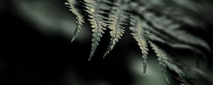 Preview wallpaper fern, macro, leaf, focus