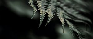 Preview wallpaper fern, macro, leaf, focus