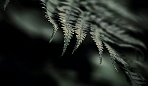 Preview wallpaper fern, macro, leaf, focus