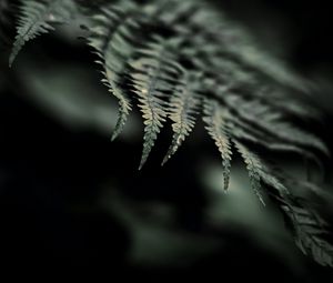 Preview wallpaper fern, macro, leaf, focus