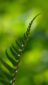 Preview wallpaper fern, macro, leaf, green