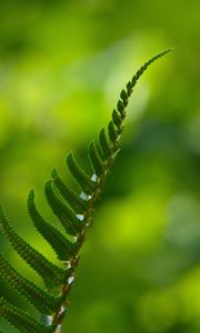 Preview wallpaper fern, macro, leaf, green