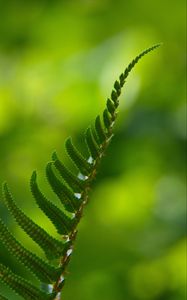 Preview wallpaper fern, macro, leaf, green