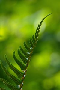 Preview wallpaper fern, macro, leaf, green