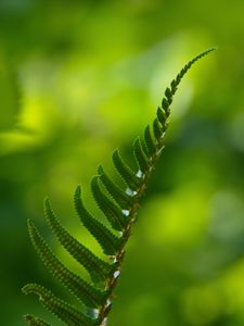 Preview wallpaper fern, macro, leaf, green