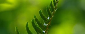 Preview wallpaper fern, macro, leaf, green