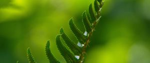 Preview wallpaper fern, macro, leaf, green