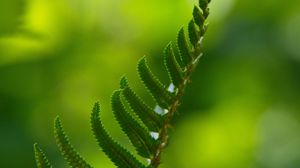 Preview wallpaper fern, macro, leaf, green