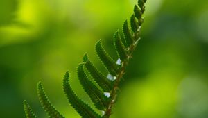 Preview wallpaper fern, macro, leaf, green