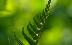 Preview wallpaper fern, macro, leaf, green