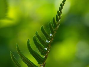 Preview wallpaper fern, macro, leaf, green