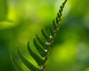 Preview wallpaper fern, macro, leaf, green