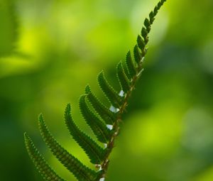 Preview wallpaper fern, macro, leaf, green