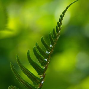 Preview wallpaper fern, macro, leaf, green