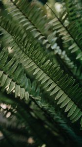 Preview wallpaper fern, macro, leaves, plant