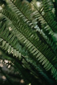 Preview wallpaper fern, macro, leaves, plant